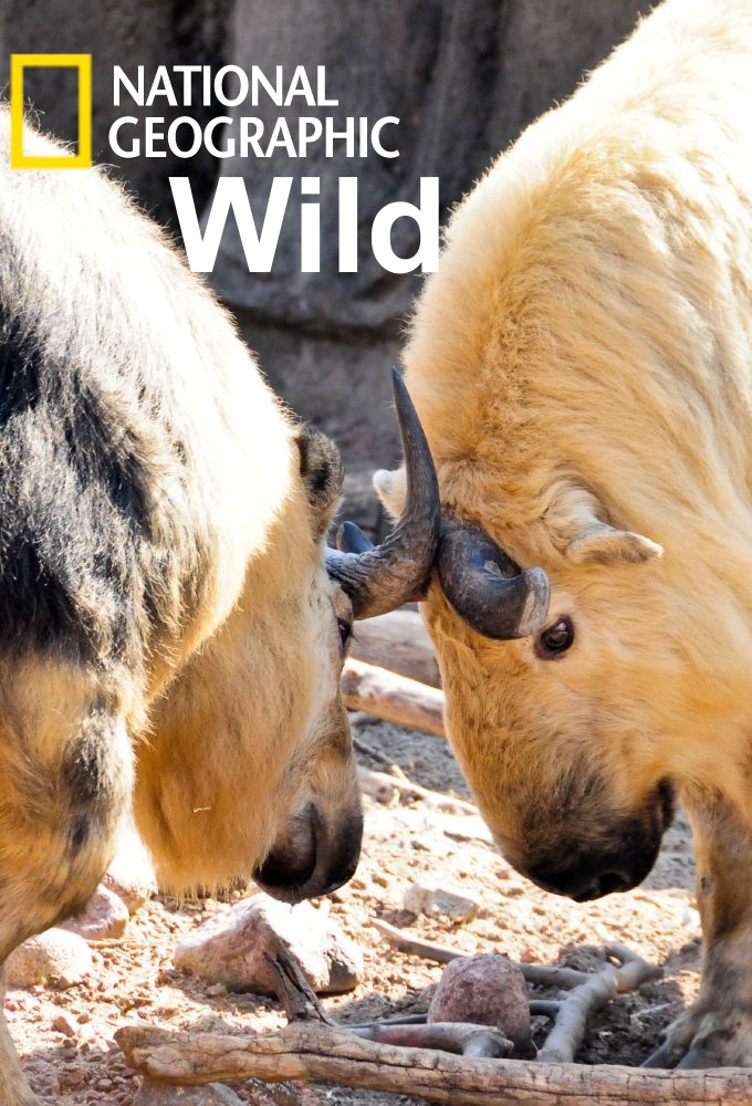 Wild - TV Show Poster